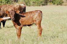 Bull calf Rebel Bayou x HL Heads up